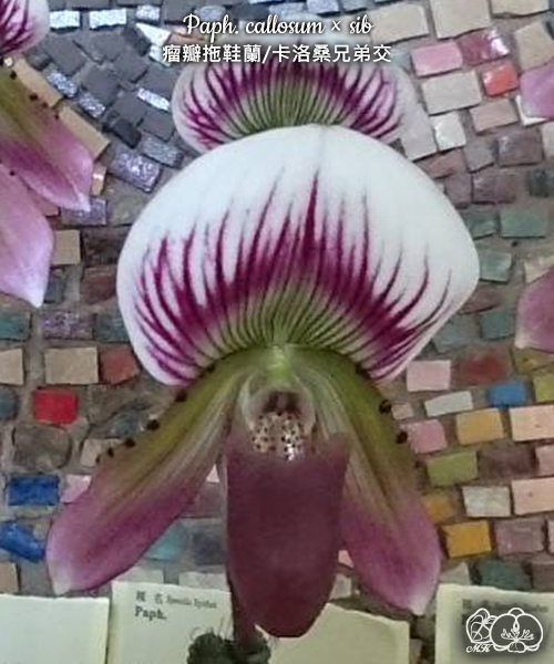 美琪園藝Miki Orchid - 批發專區